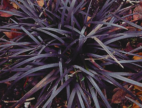 Ophiopogon plan. nigrescens