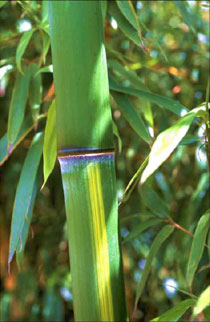 Phyllostachys vivax Huangwenzhu