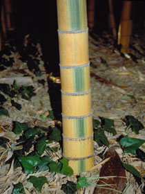 Phyllostachys edulis bicolor;