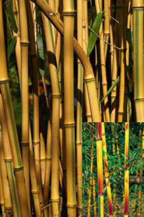 Phyllostachys aureosulcata ·Spectabilis·