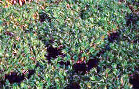 Pleioblastus distichusWuchshhe: 30-50cmBltter: klein, fcherfrmig,dunkelgrnVerwendung: sonnig, halbschattiger BodendeckerWinterhrte: -20 C