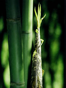 Phyllostachys decora